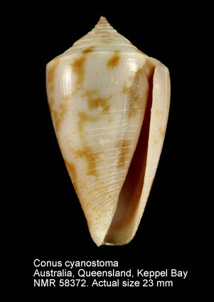 Conus cyanostoma.jpg - Conus cyanostomaA.Adams,1855